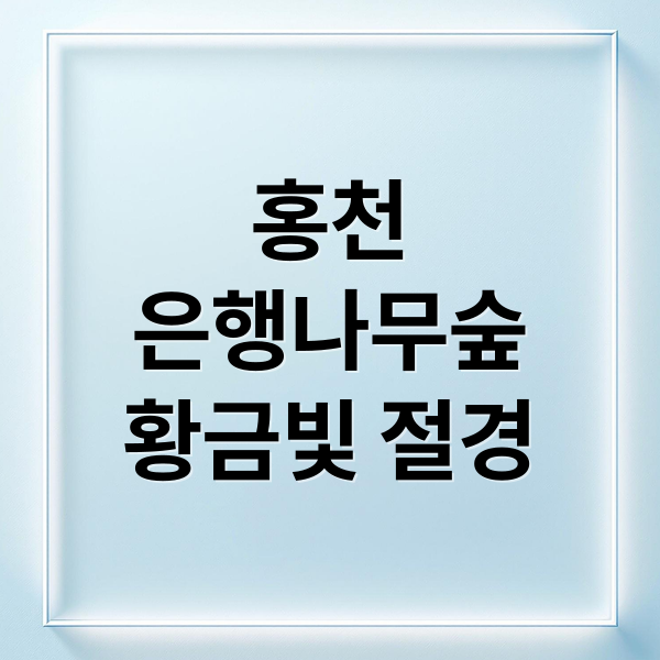 홍천
은행나무숲
황금빛 절경 (홍천 은행나무숲 10월 개방)